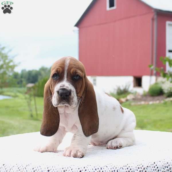 Dixie, Basset Hound Puppy